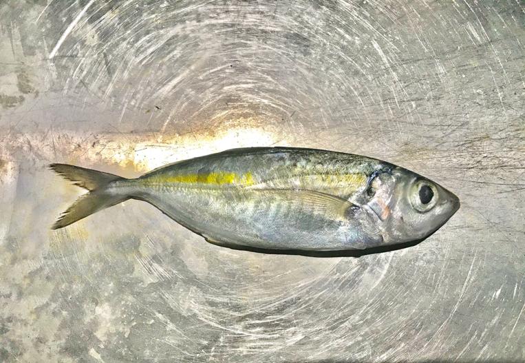 Bigeye scad